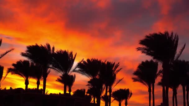 Siluetas de palmeras balanceándose en el viento con la puesta de sol. Una ominosa puesta de sol en el cielo. Hermosa puesta de sol con palmera en la playa. El sol se asoma a través de hojas de palma — Vídeos de Stock