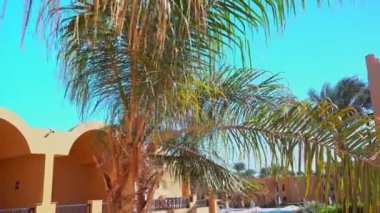 Tropik bir tatil köyünde palmiye dalları rüzgarda sallanıyor. Palmiye yaprakları rüzgarda sallanıyor. Paradisaic zevkler