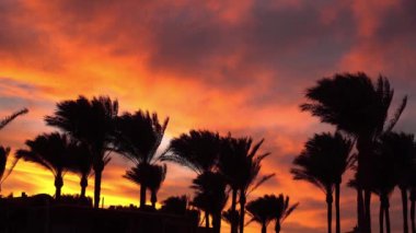 Plaj palmiyeleri adasında inanılmaz kırmızı gün batımı. Güneş batan portakallar ve rüzgarda dalgalanan palmiye ağaçları. Doğanın güneş doğuşu palmiye ağaçları plaj arka planı. Güneş doğarken sarı gökyüzü. Güneş ışığı.