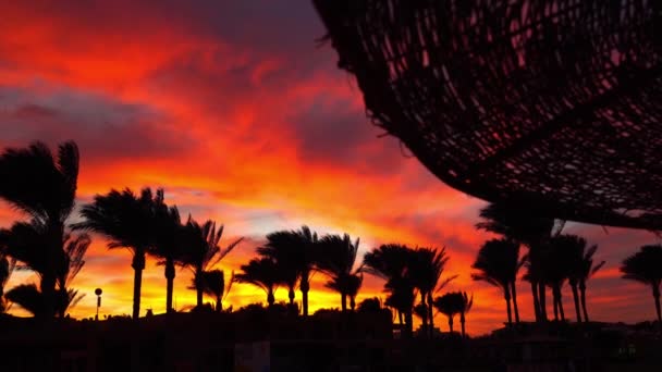 Silhuetas de palmeiras balançando ao vento com o pôr do sol. Guarda-sóis de praia pôr-do-sol. Um pôr do sol sinistro no céu. Belo pôr do sol com palmeira na praia. O sol espreita através de folhas de palma — Vídeo de Stock