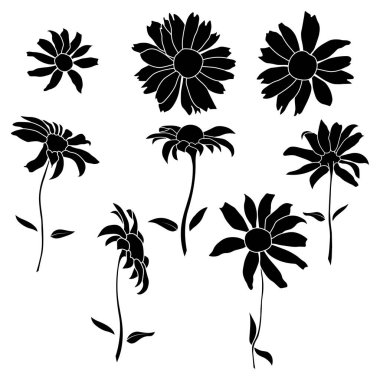 Beyaz arkaplanda izole edilmiş açık helopsis çiçek vektör çizimi. Vektör taslak stili üst görünüm el çizimi vahşi, sarmal, sahte ayçiçeği.