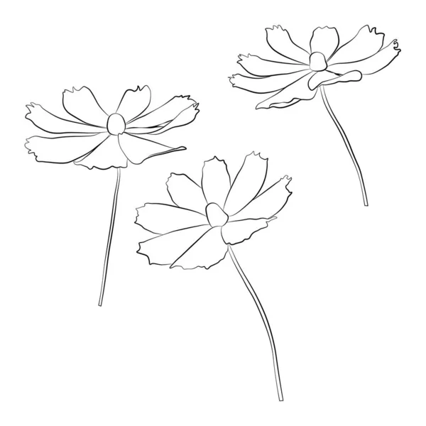 Ensemble Illustration Vectorielle Branche Fleur Cosmos Isolé Sur Fond Blanc — Image vectorielle