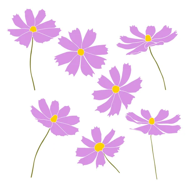 Conjunto Ilustración Vectorial Rama Flor Cosmos Aislado Sobre Fondo Blanco — Archivo Imágenes Vectoriales