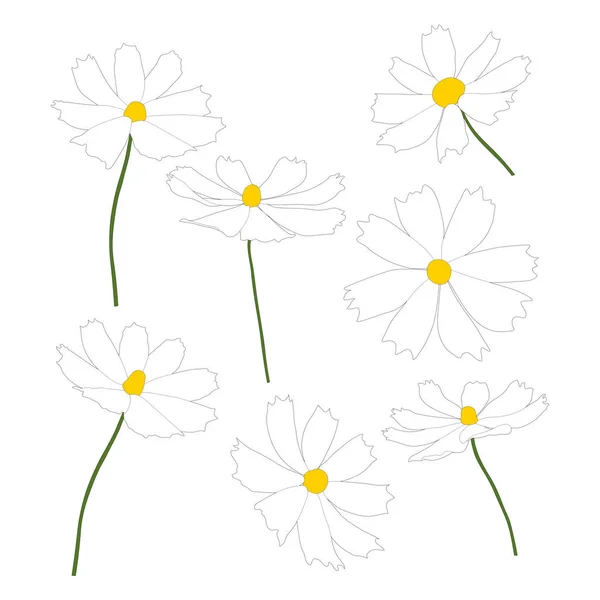 Sada Kosmu Květinové Větve Vektorové Ilustrace Izolované Bílém Pozadí Obrys — Stockový vektor