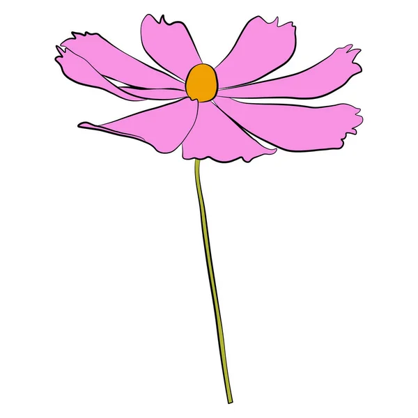 Única Ilustração Vetor Flor Cosmos Isolado Fundo Branco Versão Colorida —  Vetores de Stock