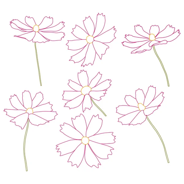 Conjunto Ilustración Vectorial Rama Flor Cosmos Aislado Sobre Fondo Blanco — Vector de stock