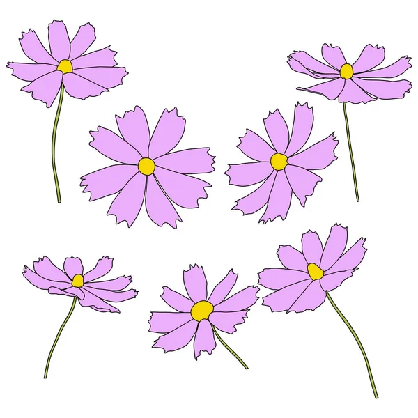 Conjunto Ilustración Vectorial Rama Flor Cosmos Aislado Sobre Fondo Blanco — Archivo Imágenes Vectoriales