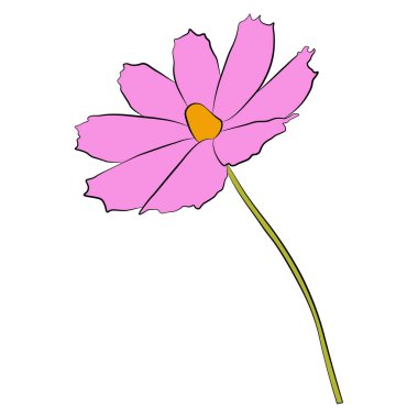 Beyaz arka planda izole edilmiş tek bir kozmos çiçek vektör çizimi. El çizimi renkli versiyonu. Çocuk illüstrasyonu için çiçek vektörü, yaz tasarımı, ekran yazdırma.