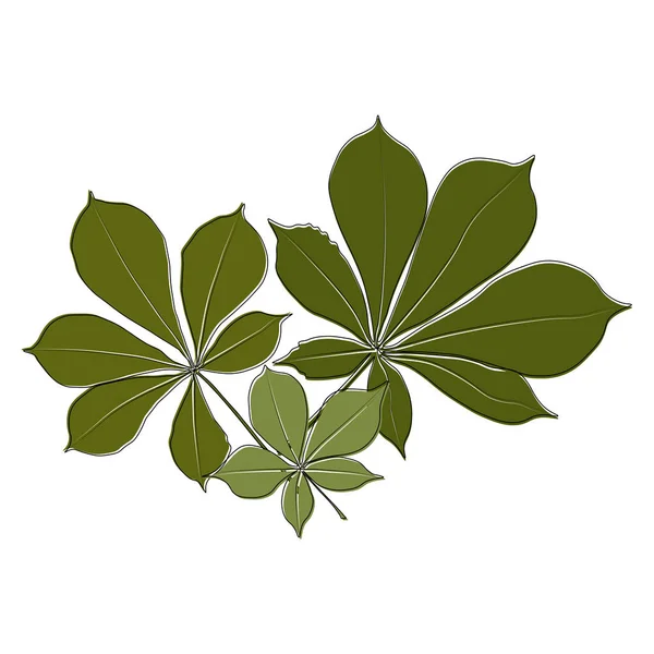 Set Vector Chestnut Leaf Outline Coloured Icon Simple Chestnut Leaves — Vector de stock