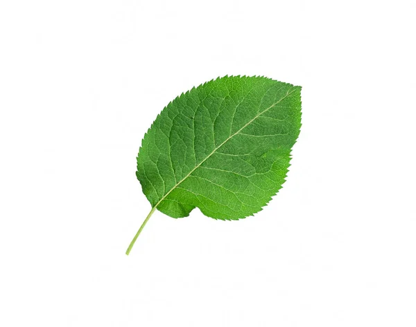 Το πράσινο φύλλο μιας μηλιάς απομονώνεται σε λευκό φόντο — Φωτογραφία Αρχείου