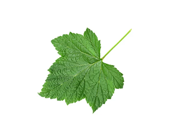 Świeże zielone liście porzeczki izolowane na białym tle — Zdjęcie stockowe