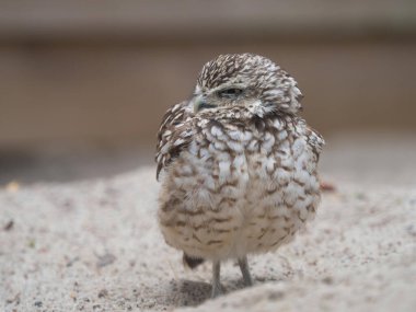 Uzun bacaklı bir oyuk baykuşu (Athene cunicularia) yarı açık bir kum çölünde yuvasının yanında durur. Sevimli.