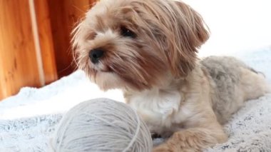 Yatağın üzerinde küçük bir yerli Yorkshire teriyeri oynuyor..