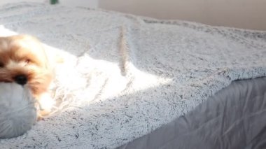 Yatağın üzerinde küçük bir yerli Yorkshire teriyeri oynuyor..