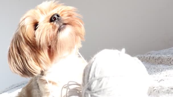 Ein Kleiner Yorkshireterrier Spielt Auf Dem Bett — Stockvideo