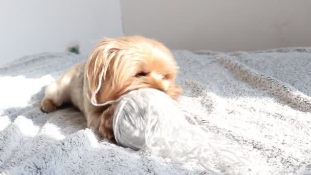 Sebuah Yorkshire Terrier Domestik Kecil Bermain Tempat Tidur — Stok Video