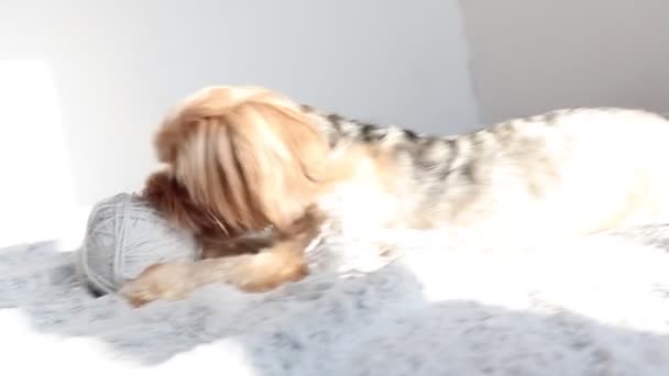 Egy Kis Yorkshire Terrier Játszik Ágyon — Stock videók