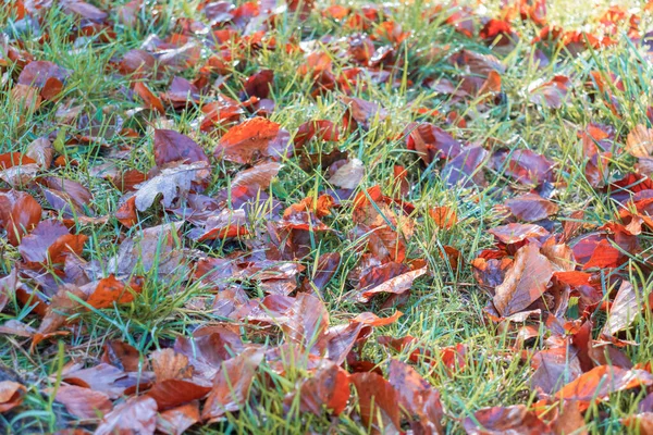 Jesienne Liście Leżą Trawie Piękne Jest Leżeć Ścieżkach Chodnikach Promieniach — Zdjęcie stockowe