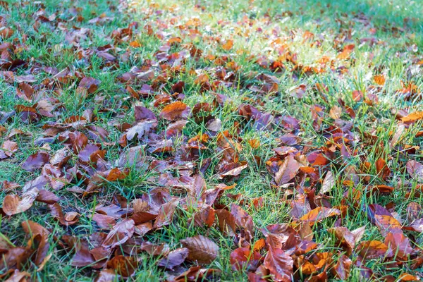 Autumn Leaves Lie Grass Beautiful Lie Paths Sidewalks Rays Sun — Stock Photo, Image