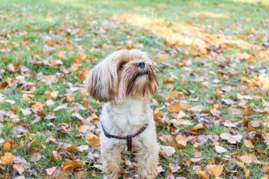 Yorkshire Teriyeri düşen yaprakların arasında oturuyor. Sonbaharda yaprakların arasında komik bir köpek.
