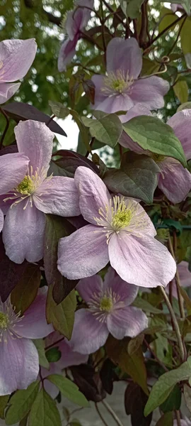 ウクライナの美しい春の花のクレマチスのつるの終わり — ストック写真