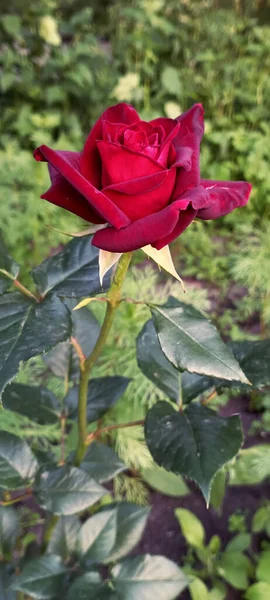 Close Beautiful Blossoming Rose Background — Stock Photo, Image