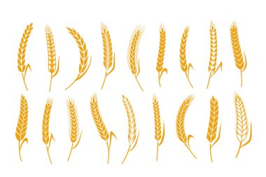 Vector tahıl ekinleri ikonları. Buğday, yulaf, çavdar ve arpa sembolleri.