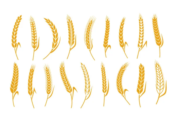 Vector Cereal Crops Icons Wheat Oat Rye Barley Symbols — Stock Vector