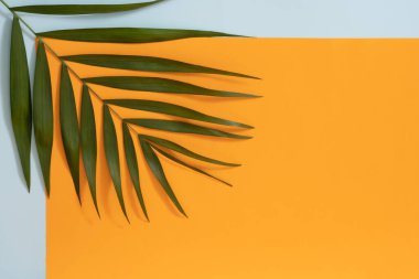 Palmiye ağacının bir dalı mavi ve turuncu arka planda yatar. Minimum düzlük.