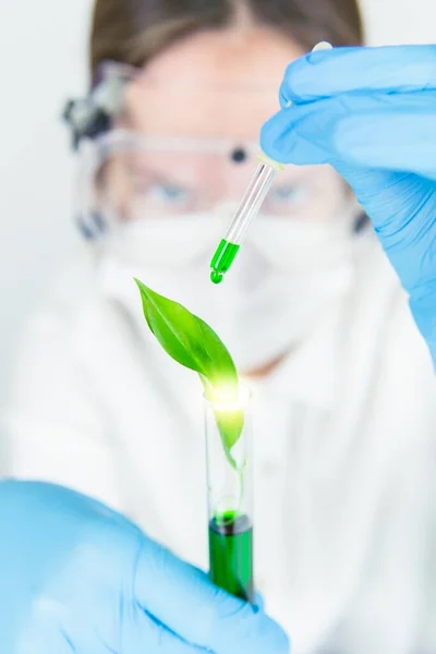 Pipette yeşil sıvı bulunan bir doktor tarafından bir bitkinin aşılanması. Alternatif tıp.