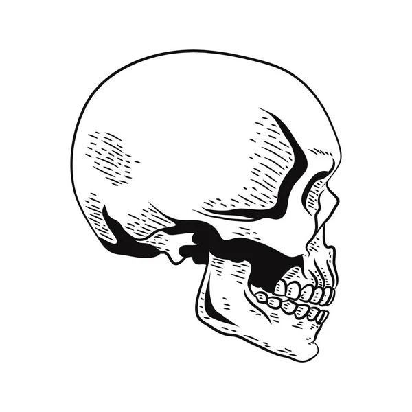 Handgezeichnete Seitliche Schädeldarstellung Schwarz Weiße Schädelzeichnung — Stockvektor