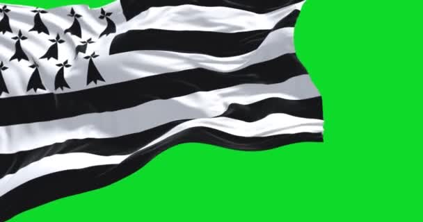Blick Auf Die Bretonische Flagge Die Vereinzelt Auf Grünem Hintergrund — Stockvideo