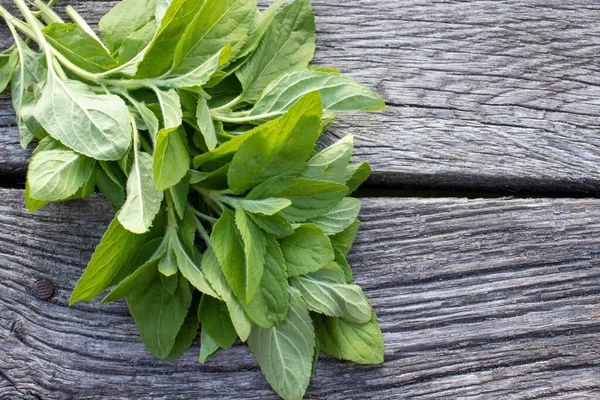 Tahta bir masada taze nane yaprakları. Eski gri tahta arka planında fotokopi alanı olan bir sürü taze ot..