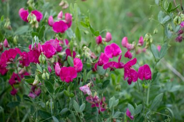 Yaz çimlerinde pembe, yabani bezelye çiçekleri. Doğal çiçek arkaplanı