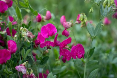 Yaz çimlerinde pembe, yabani bezelye çiçekleri. Doğal çiçek arkaplanı
