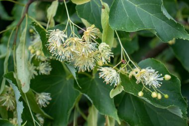 Ağaçtaki ıhlamur çiçekleri. Ihlamur çiçeğinin yakın çekimi. Yaz ormanında açan ıhlamur ağacı