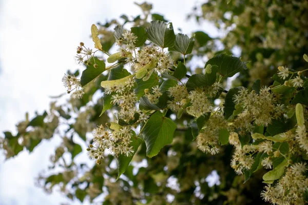 Linden flowers on a tree. Close-up of linden blossom. Blooming linden tree in the summer forest
