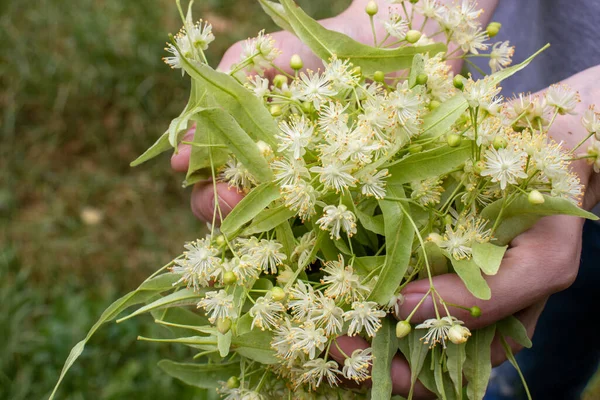 Mulher Segurando Linden Árvores Flores Folhas Nas Mãos Fecha Colheita — Fotografia de Stock