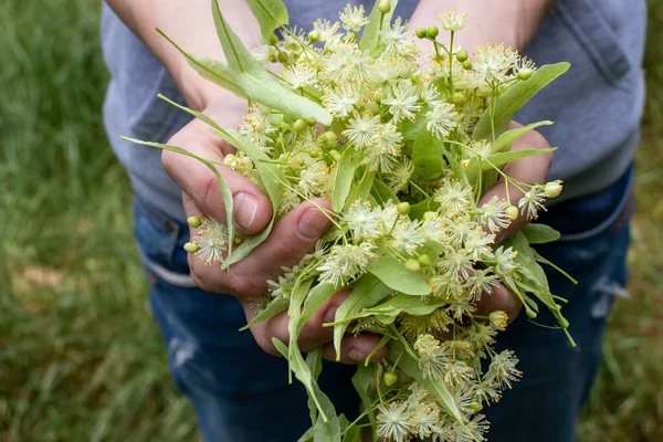 Mujer Sosteniendo Flores Tilo Hojas Las Manos Cerca Cosechando Flor Imagen de stock