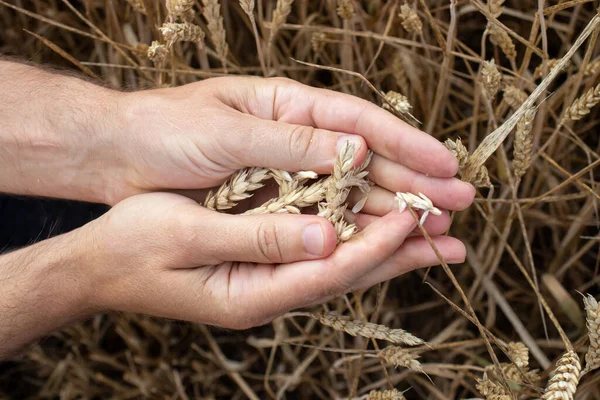 Farmer Hands Holding Wheat Male Hand Holding Ripe Golden Wheat — Stockfoto