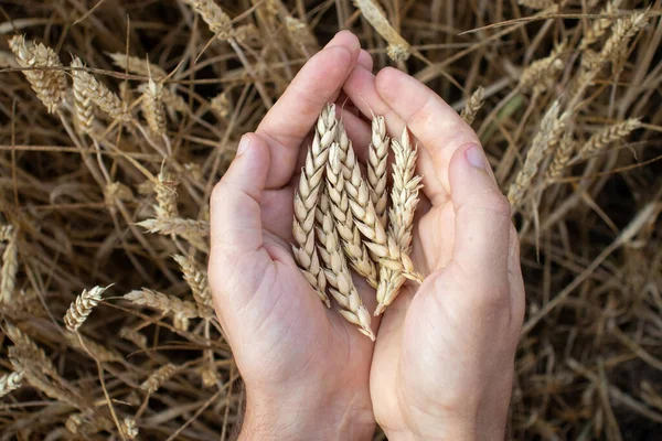 Farmer Hands Holding Wheat Male Hand Holding Ripe Golden Wheat — Stockfoto