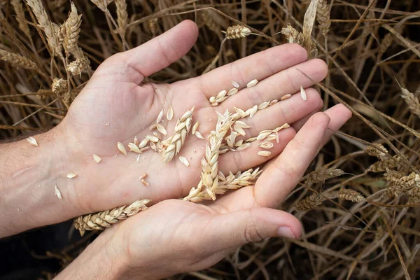 Farmer Hands Holding Wheat Male Hand Holding Ripe Golden Wheat Obraz Stockowy