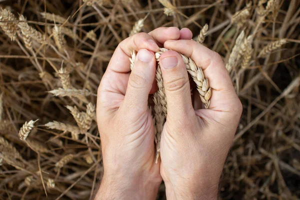 Farmer Hands Holding Wheat Male Hand Holding Ripe Golden Wheat Zdjęcia Stockowe bez tantiem