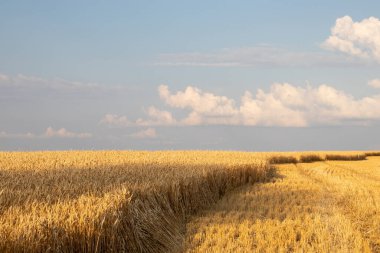 Golden wheat field and blue sky with clouds. Corn ears in setting sunlight. Part of the field with harvested crops. Wheat stubble. Golden hour Harvesting concept.