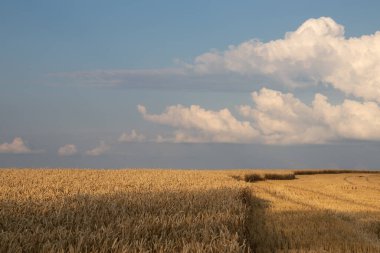 Golden wheat field and blue sky with clouds. Corn ears in setting sunlight. Part of the field with harvested crops. Wheat stubble. Golden hour Harvesting concept.