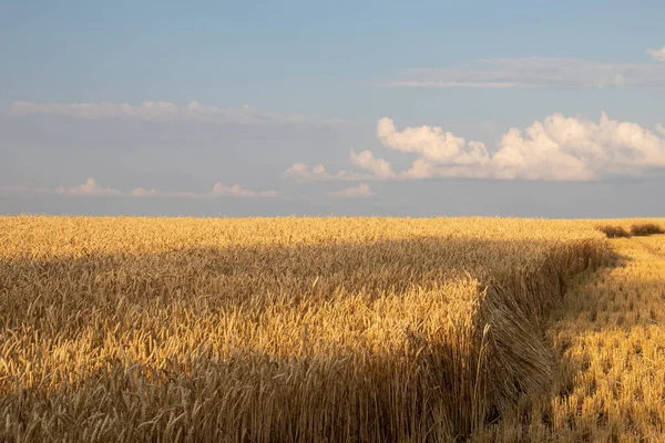 Golden wheat field and blue sky with clouds. Corn ears in setting sunlight. Part of the field with harvested crops. Wheat stubble. Golden hour Harvesting concept.