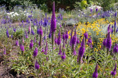 Purple veronica flowers in the summer garden. Natural floral background. Selective focus.