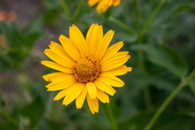 Heliopsis helianthoides False Sunflower in the summer garden. Close-up of yellow Sunflower-like flower