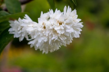 Deutzia scabra, fuzzy deutzia white flower on blurred green summer garden background. Close-up