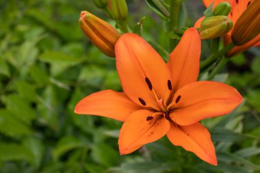 Orange lily in the summer garden. Close-up of lily flowers, top view